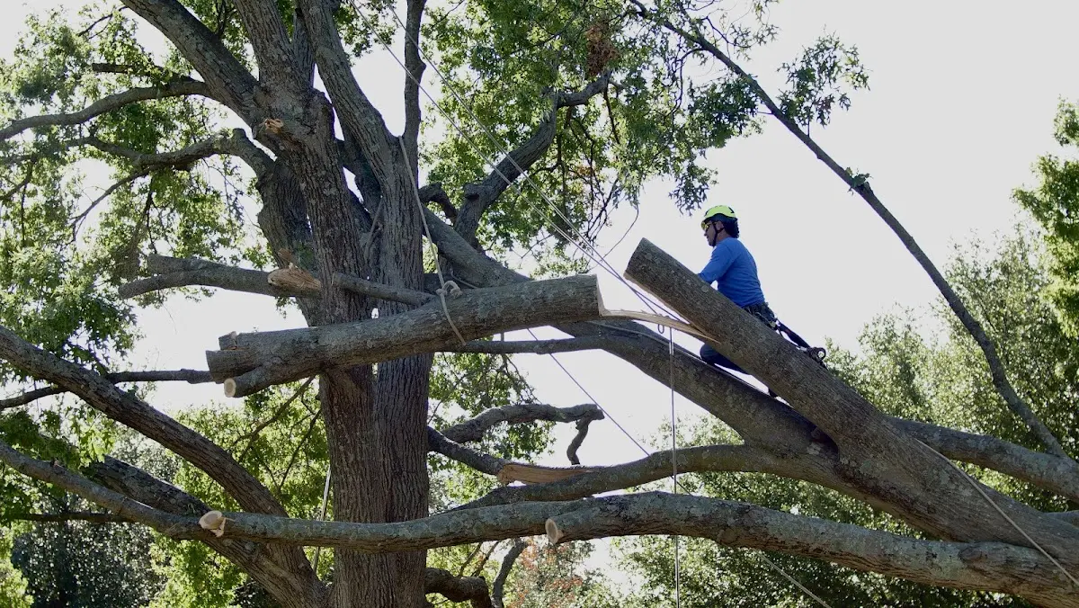 Professional Crown Thinning performed by certified arborists in Ho Ho Kus