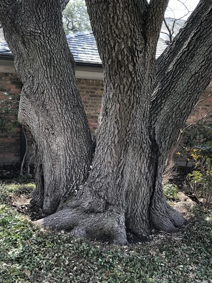 Mature heritage tree close to a Ho Ho Kus property cared for by certified arborists